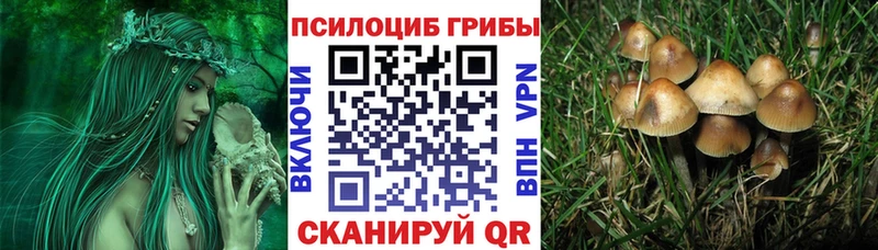 Псилоцибиновые грибы Cubensis  Купить закладки  Казань 